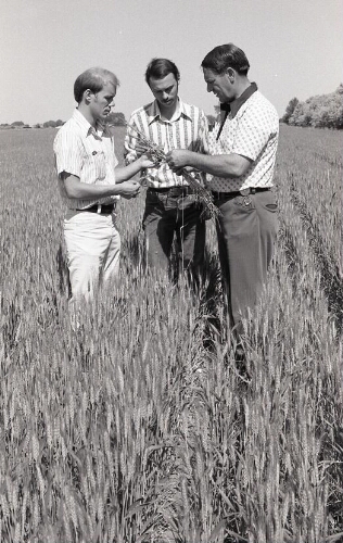 Men in a wheat field