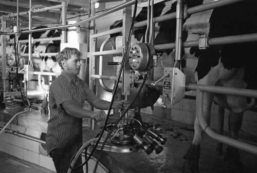 Man using Milking Machine