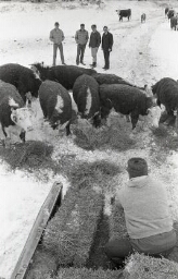 Feeding cattle