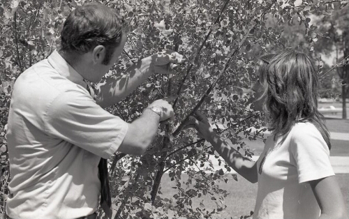 Professor and student looking at a broadleaf tree
