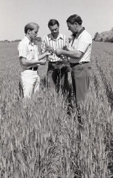 Men in a wheat field