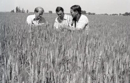 Men in hay field