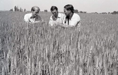 Men in hay field