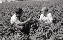 Men in potato field