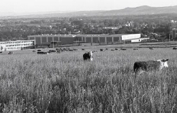 Cows in Field across Campus