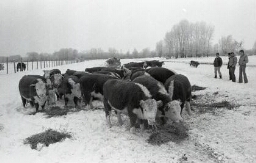 Feeding cattle
