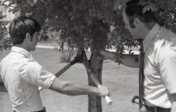 Student and professor pruning a tree