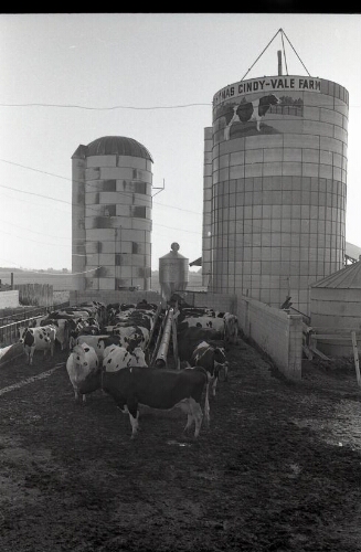 Dairy Cows